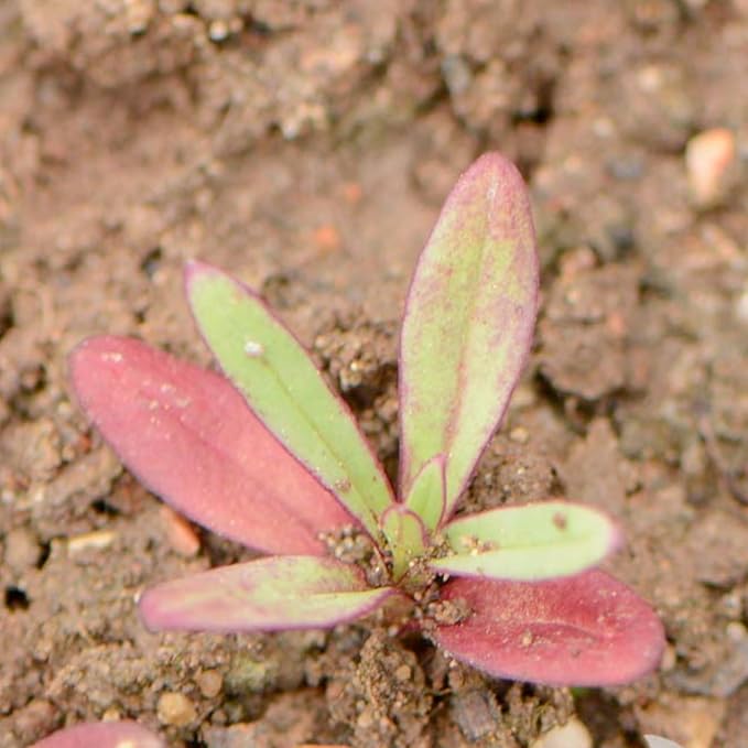 Seed Needs Pink Baby's Breath Seeds for Planting Rosy Pink Blooms - Heirloom & Open Pollinated Wildflowers to Attract Pollinators to a Butterfly Garden - Great for Cut Flowers (5 Packs)
