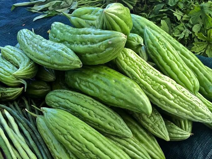 Gaea's Blessing Seeds - Bitter Melon Seeds - Bitter Gourd Heirloom Non-GMO Bittermelon Seeds with Easy to Follow Planting Instructions - 92% Germination Rate (Pack of 3)
