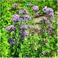 Park Seed Fresh Oregano Seeds, Edible, Fragrant, and Decorative Garden Herb Pack of 100 Seeds