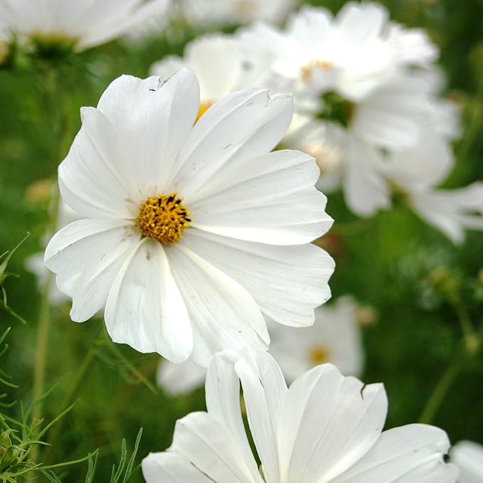 Outsidepride Purity Cosmos Bipinnatus Seeds - 2000 Pcs Annual, Easy to Grow & Drought Tolerant Flower Seeds for Planting w/Fern-Like Foliage & White Blooms, Ideal for Cut Flower & Wildflower Meadows