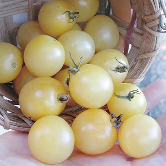 Tomato 'Snow White Cherry' Seeds – Indeterminate Annual Vegetable (Solanum lycopersicum) | 55–65 Days, Open-Pollinated, Sweet & Creamy White Cherry Tomatoes