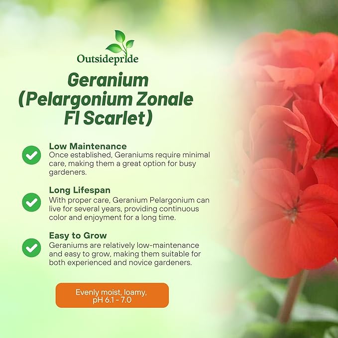 Outsidepride Scarlet Geranium Seeds for Planting - 50 Pcs Annual, Heat & Drought Tolerant Flower Seeds with Green Foliage & Scarlet Blooms for Pots, Borders & Lush Summer Garden Displays