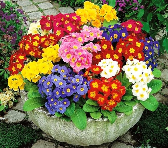 Primrose Garden Mix Seeds – Perennial Flower (Primula spp.) | Early Spring Blooms, Vibrant Color Variety for Shade Gardens
