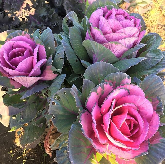 Seeds Flowering Kale Mix Large Leaf Decorative Cabbage Ornamental Non GMO Heirloom