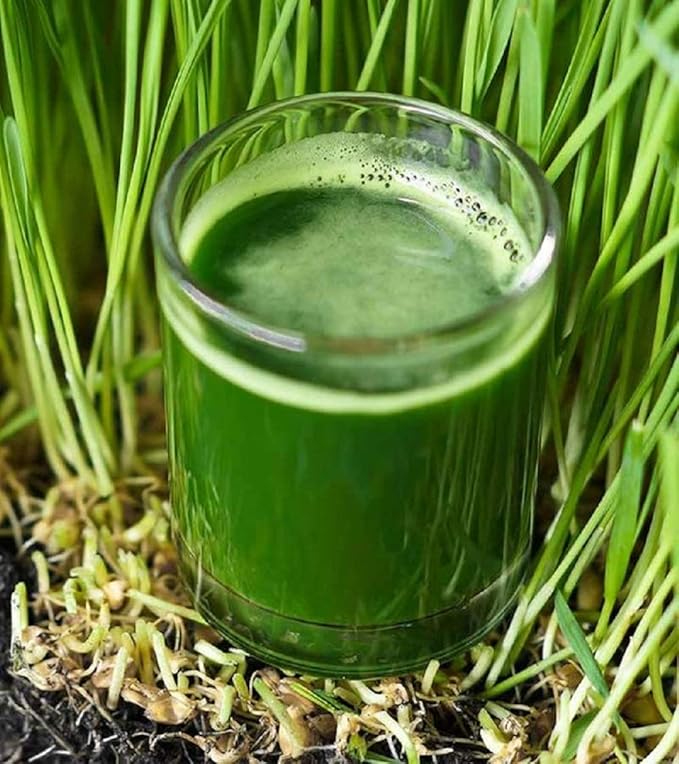 Wheatgrass Seeds for Sprouting Microgreens,16 oz A Rich Source of Vitamins and Minerals and Health-Promoting Nutrients! COOL BEANS N SPROUTS Brand, A Small Town Family Run USA Business.