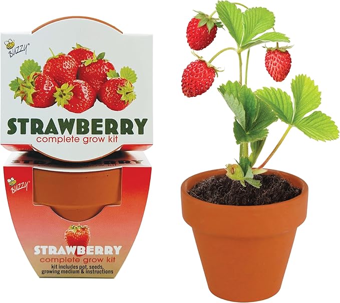 BUZZY Seeds Mini Terracotta Grow Pots, Alpine Strawberry DIY Plant Kit, 12-Pack Classic Collection, Indoor and Outdoor Planting, Wedding Favors, Gardening Gift, Showers, Valentine