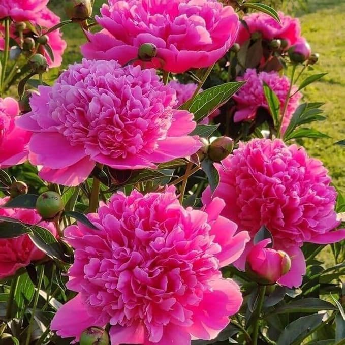 100PCS Mix Peony Seeds for Planting,Fragrant Peony Flower Seeds to Plant Outdoor-Non-GMO Heirloom Seed Attracts Bees&Butterflies for Garden