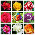 50+ Mixed Rose Flower Seeds Perennial Flowers Plants Garden