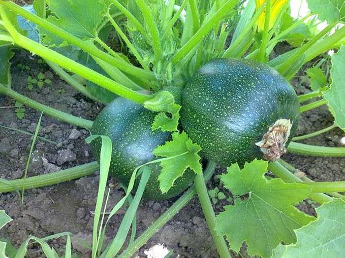 Seeds Zucchini Dark Black Squash Boatswain Heirloom Vegetable for Planting Non GMO