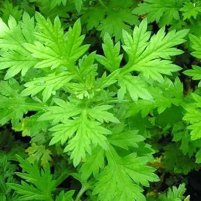QAUZUY GARDEN 100 Mugwort Seeds (Artemisia Vulgaris) Wild Riverside Wormwood | Premium Organic Non-GMO Heirloom Herb Seeds | Fragrant & Attract Pollinators