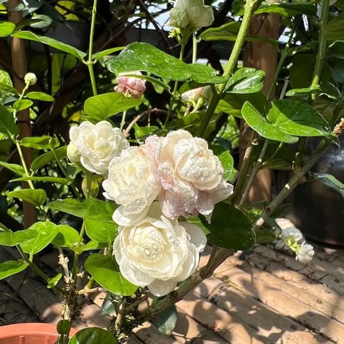Jasmine Flower Seeds for Planting, 300+ Double Jasminum Sambac Seeds, Fragrant Flowers for Home Garden Outdoor, Non-GMO Heirloom