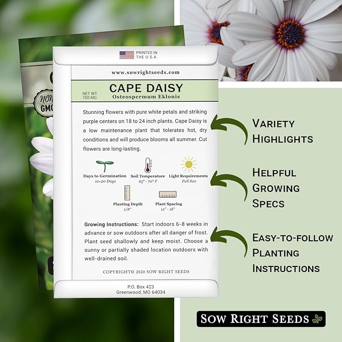Sow Right Seeds - Cape Daisy Flower Seeds for Planting - Non-GMO Heirloom Packet with Instructions to Grow - White with Glowy Purple Centers - Lovely Daisies for Your Garden - Classic Annual (3)