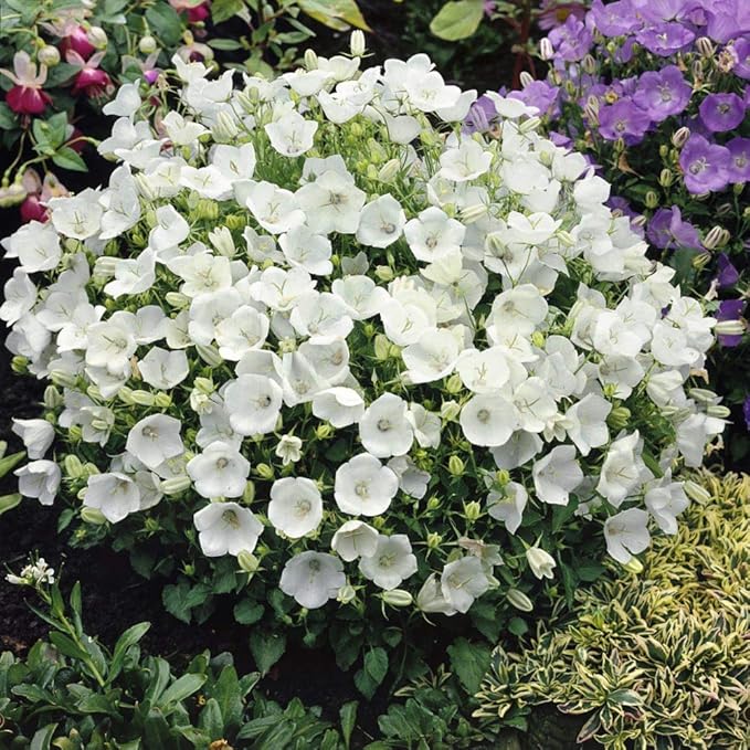 Outsidepride White Bellflower Seeds for Planting - 5000 Pcs Perennial Mat-Forming Flower Seeds with Bell Shaped Blooms & Low Growth Habit for Edging Pollinator Gardens, Containers, & Borders