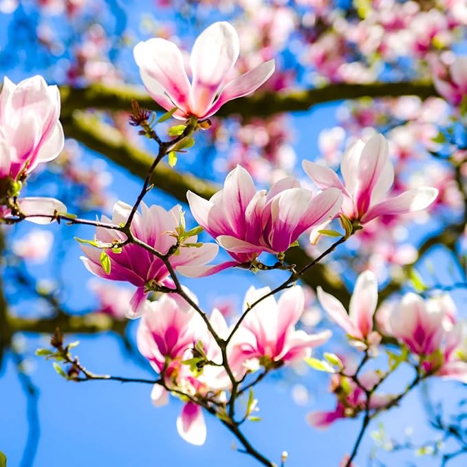 10+ Seed Magnolia Flower Seeds for Planting Outdoors -Perennial Ornamental Fragrant Tree Garden
