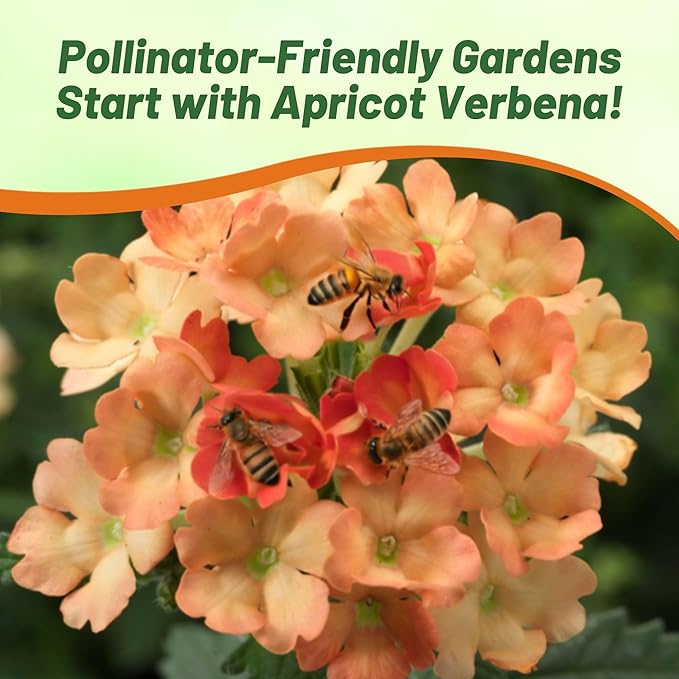 Outsidepride Apricot Verbena Seeds for Planting - 1000 Pcs. Annual, Drought Tolerant & Easy to Grow, Ground Cover with Fragrant & Vibrant Blooms for Window Boxes, Borders & Pollinator Gardens