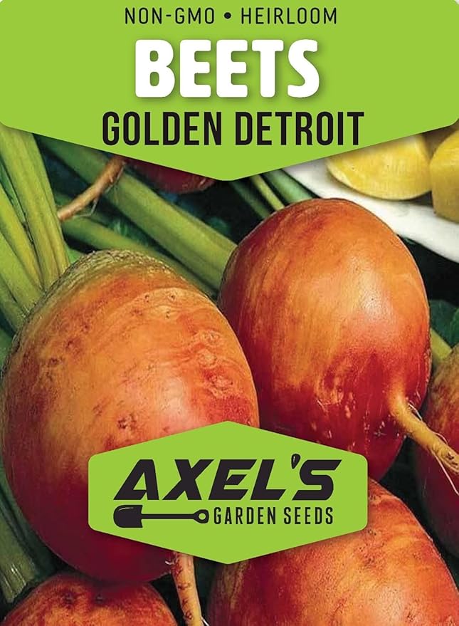 Detroit Golden Beet Seeds for Planting – Plant & Grow Heirloom Detroit Golden Beets in Home Outdoor Vegetable Garden, Beta vulgaris – 1 Packet Approx 50 Seeds