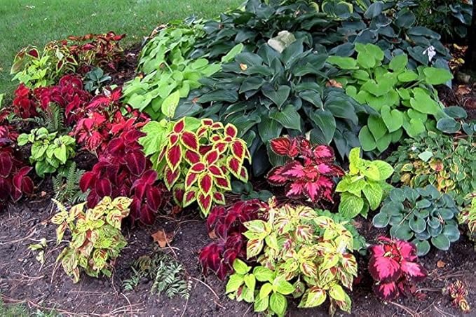 Seeds Coleus Variety Mix/Annual Flowers