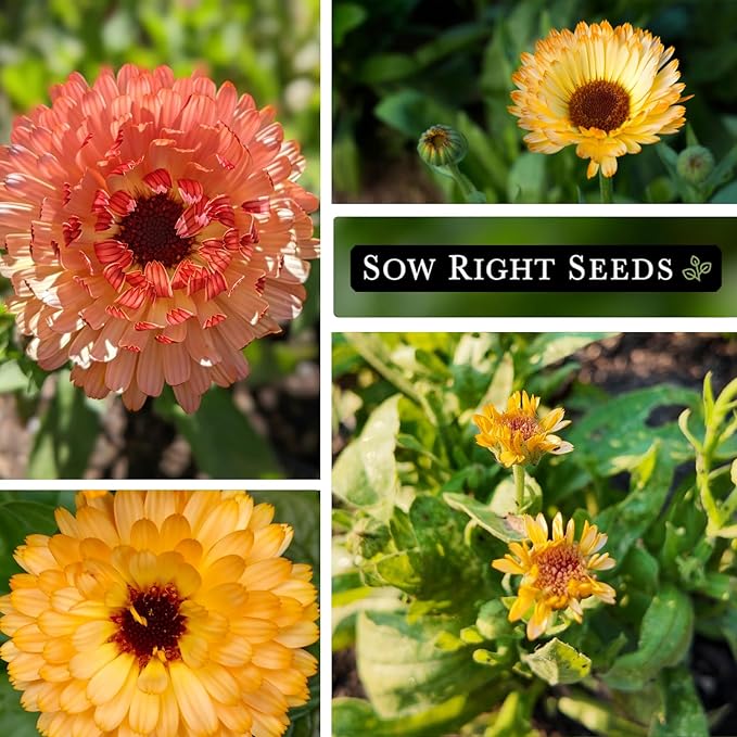 Sow Right Seeds - Pink Surprise Calendula Seeds for Planting - Gorgeous Garden Flowers - Guaranteed to Grow - Non-GMO Heirloom Variety - Ideal for Outdoor Gardening and Pollinator Attraction (1)