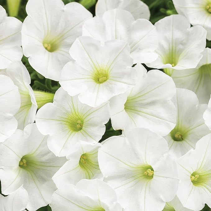 325+ Mix Petunia Flower Seeds for Planting-Petunia Hybrida Garden Flower Plant Attract Butterflies and Bees