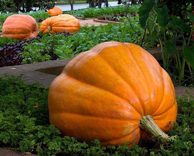 SeedsUP - 10+ Seeds Pumpkin Titan Weight 200 lbs - Vegetable Orange