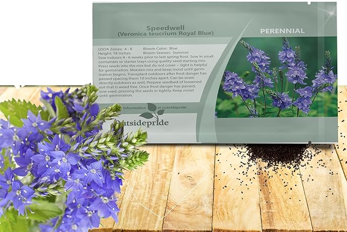 Outsidepride Royal Blue Speedwell Veronica Seeds for Planting - 2000 Pcs Pollinator-Friendly Perennial Flowers w/Upright Spikes,Tall & Tidy Growth for Smaller Gardens, Containers, or Borders