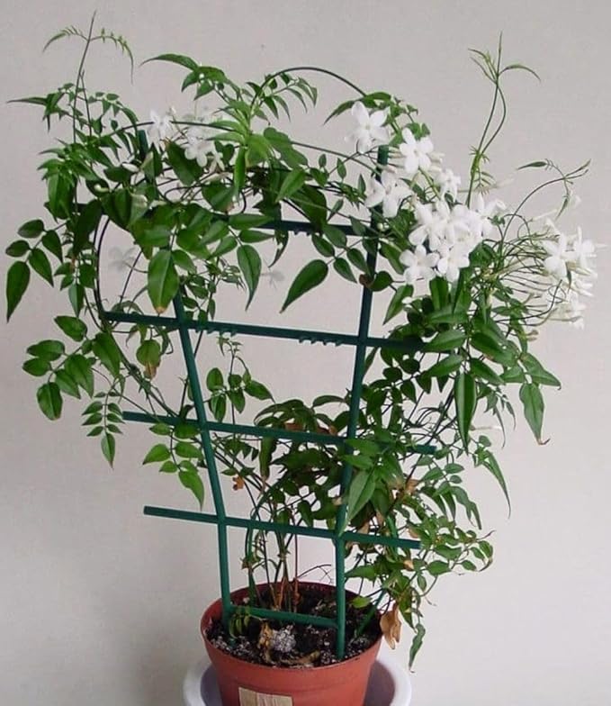 5g pcs Climbing Jasmine Flower Seeds Fragrant Plant for Planting Garden Home Four Seasons Evergreen Silver Jasmine Garden Balcony Climbing Non-GMO