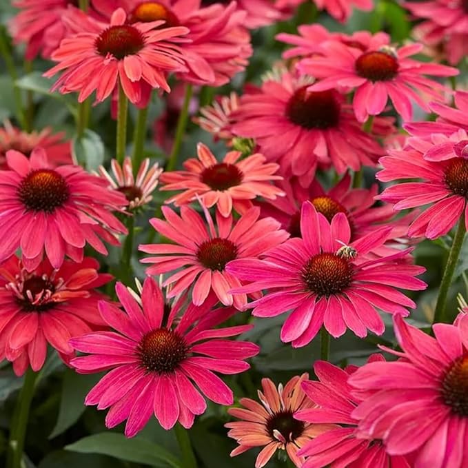 800 Mixed Coneflower Seeds - Echinacea Flower Perennial Chrysanthemum Bloom Flowers Rare Plant Flower Seed Coneflower Seeds
