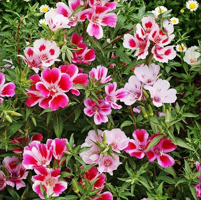 Dwarf Godetia Seeds - 8-12' Tall. 5,000 eeds