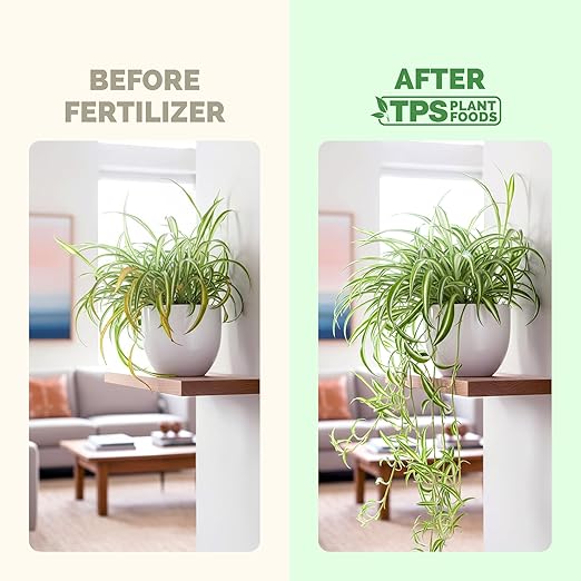 Spider Plant Fertilizer – Liquid Plant Food for Longer Runners, Greener Leaves & Healthy New Growth, 8 oz