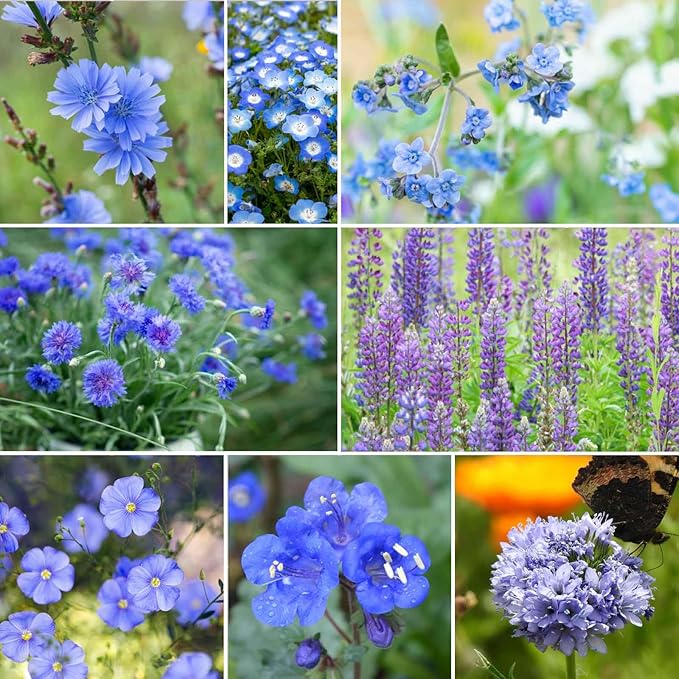 Eden Brothers Singin the Blues Wildflower Mixed Seeds for Planting, 1/4 lb, 120,000+ Seeds with Blue Flax, Lupine, Chicory, Attracts Pollinators, Plant in Spring or Fall, Zones 3, 4, 5, 6, 7, 8, 9, 10