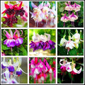 Mixed 100 Seeds Fuchsia Flower Seeds Perennial Home Bonsai