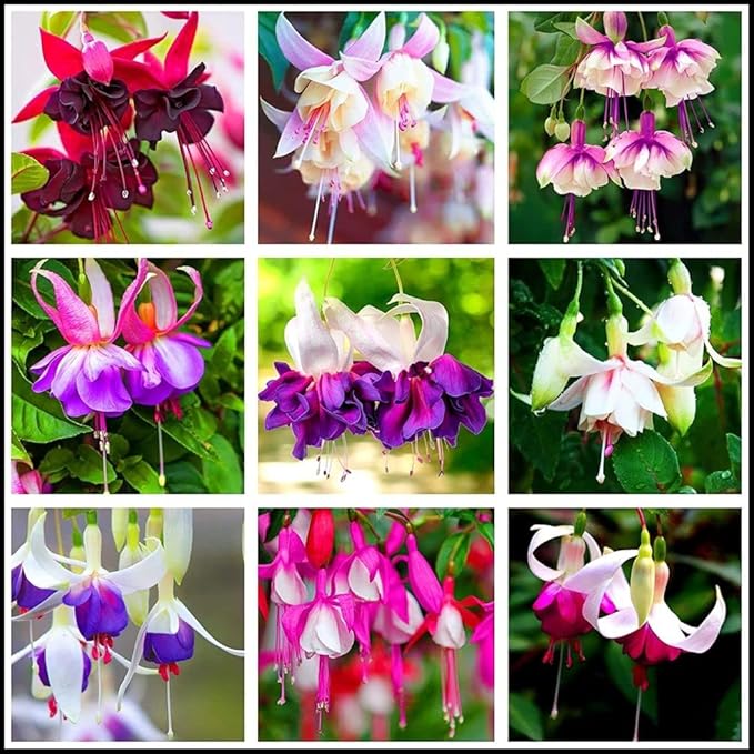 Mixed 100 Seeds Fuchsia Flower Seeds Perennial Home Bonsai