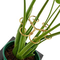YAPROMO 4PCS Iron Monstera Plant Support - 4.1IN Plant Support Stakes for Indoor Plants, Plant Stakes and Supports, Ideal Plant stem Support for Turtle Shell Bamboo & Houseplants (A+B)