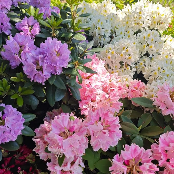 Dwarf Azalea Seeds for Planting, 30pcs Rare Azalea Rhododendron Perennial Flower Seeds Flower Plants, Non-GMO Heirloom Beauty Flowers for Home Garden Outdoors