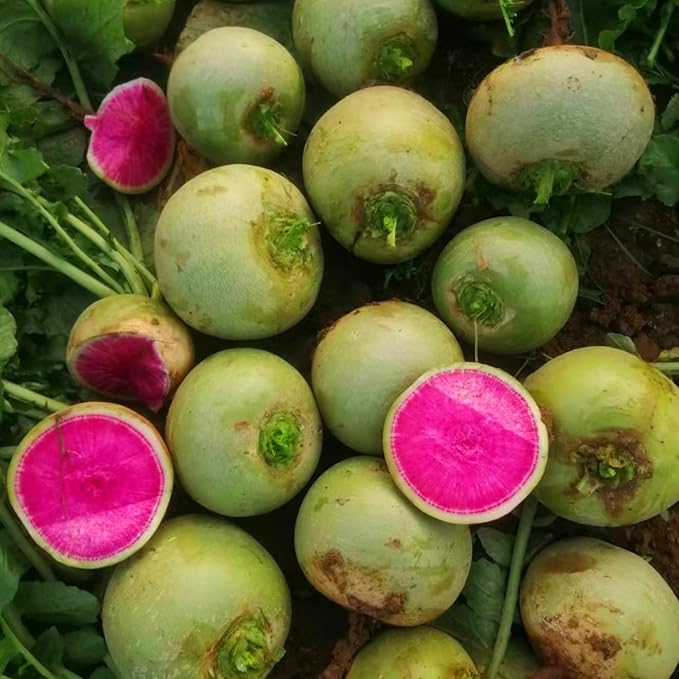 Mixrug 7 Types Radish Seeds Pack for Planting, 840pcs Non-GMO Heirloom Radish Vegetable Seeds, Vegetables Plants Home Fresh Food Garden for Outdoors Indoors