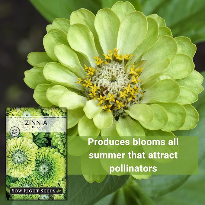 Sow Right Seeds - Zinnia Envy Flower Seeds for Planting - Beautiful Flowers to Plant in Your Garden - Non-GMO Heirloom Seeds - Chartreuse Green Variety - Attract Pollinators - Giant Cut Flower (4)