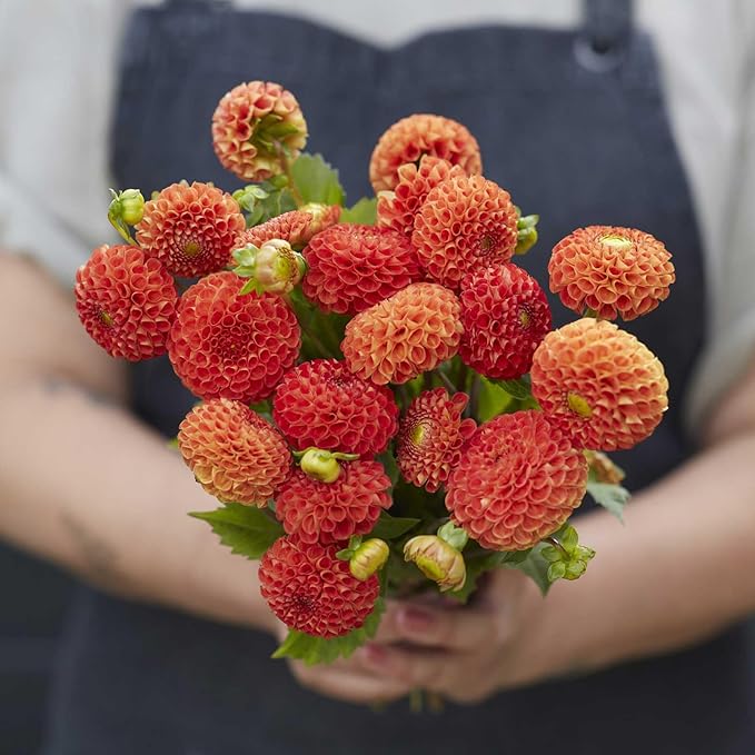 Eden Brothers Dahlia Bulbs (Pompon) - Bantling