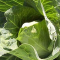 Early Jersey Wakefield Cabbage Seeds - 1 LB ~104,000 Seeds - Heirloom, Open Pollinated, Non-GMO, Farm & Vegetable Gardening & Micro Greens Seed