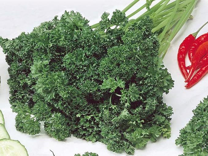 Parsley Seed, Moss Curled, Heirloom, Non GMO, 25+ Seeds, Parsley Seeds