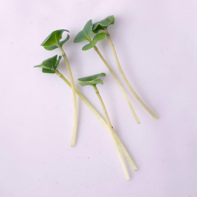 Broccoli Microgreens Seeds - 1 Lb ~16,000 Seeds - High Germination, Premium Seed for Growing Broccoli Micro Greens - Non-GMO