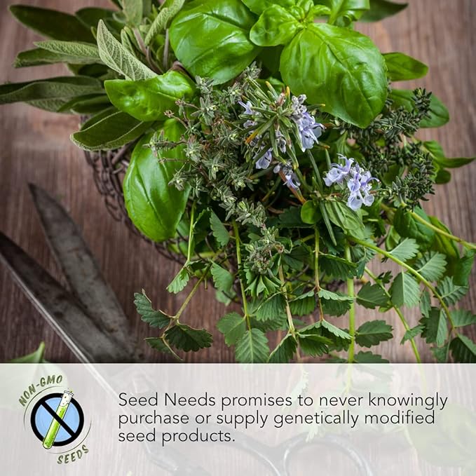 Seed Needs Winter Savory Seeds for Planting - Non-GMO Heirloom & Untreated Perennial Herb Seed to Plant a Culinary Kitchen Garden Indoors or Outdoors (1 Pack)