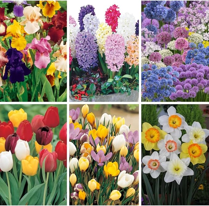 50 Mixed Flower Bulbs, Assorted Colorful Blooms for Spring, Mixed Daffodils, Allium, Iris & Hyacinths Flower Bulbs for Beds, Borders & Containers, Hardy Perennial Easy Fall Planting