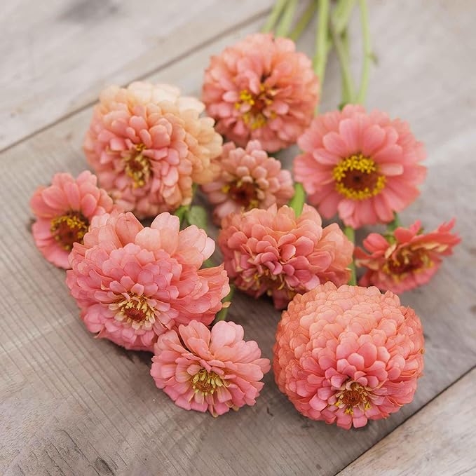 Eden Brothers Zinnia Seeds - Pumila Salmon, Non-GMO Seeds for Planting, Packet | Low-Maintenance Flower Seeds, Plant During Spring, Zones 3, 4, 5, 6, 7, 8, 9, 10