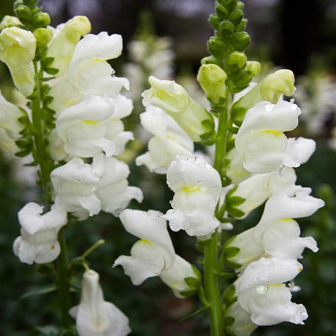 Outsidepride Snowflake Snapdragon Seeds - 5000 Pcs Annual Flower Seeds for Planting, Frost-Tolerant, Pollinator-Friendly Cool-Season Plant with Attractive Blooms for Cut Flower Arrangements