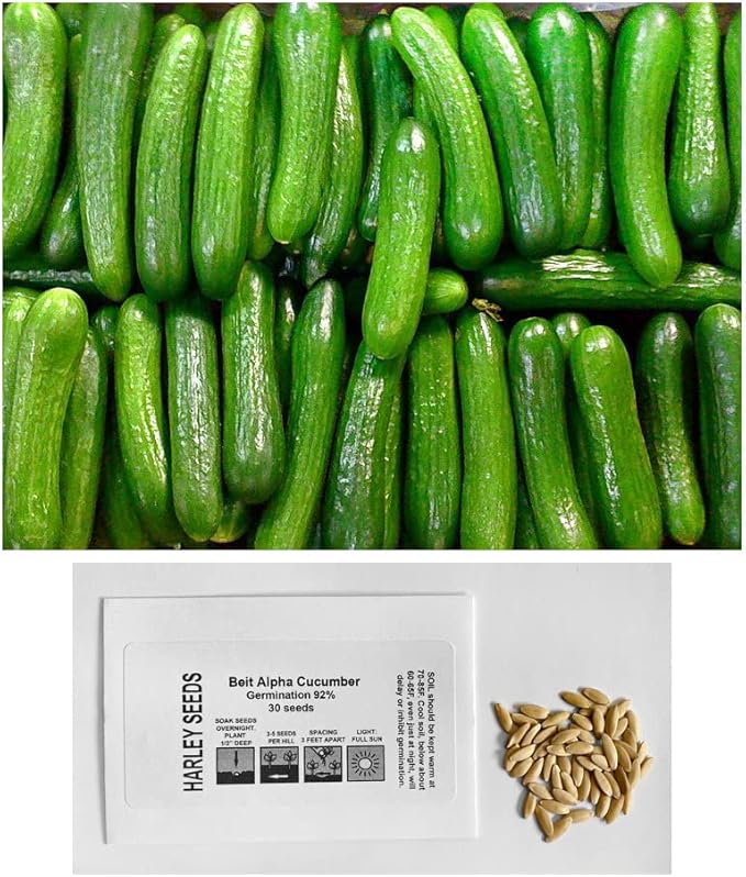 30 Beit Alpha Burpless Sweet Cucumber Seeds, Heirloom Non-GMO, Non-Bitter and Acid Free, Crispy and Delicious, Cucumis sativus, from USA
