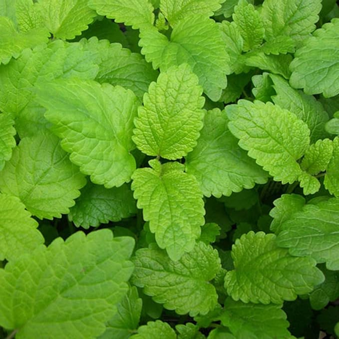 Lemon Balm Herb Garden Seeds - 1 Lb - Non-GMO, Heirloom, Culinary & Medicinal Herbal Gardening Seeds - Melissa officinalis