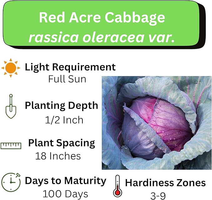 Cabbage Seeds for Planting - Plant & Grow Red Acre Cabbage in Your Home Outdoor Vegetable Garden - Heirloom Non GMO Planting Packets with Full Instructions - Great Gardening Gift, 5 Packets