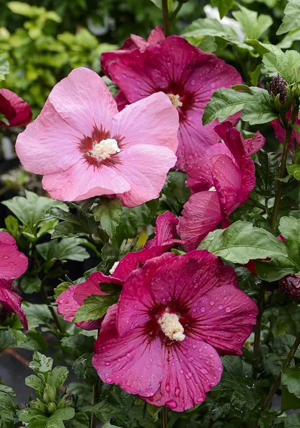 100+ Mixed Hibiscus Seeds Rose of Sharon Shrub Flowers Garden Planting