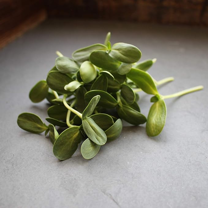 Whole Sunflower Sprouting Seeds: 5 Lb ~ 128,000 Seeds - Black Oil Sun Flower Seeds (Shell On): Microgreens, Sprouts, Flower Gardening - Sun Flower