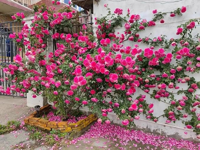 400+ Climbing Rose Seeds for Planting Outdoors - Vibrant Vine Flower, Long-Blooming Ornamental Garden Blooms (Mixed)